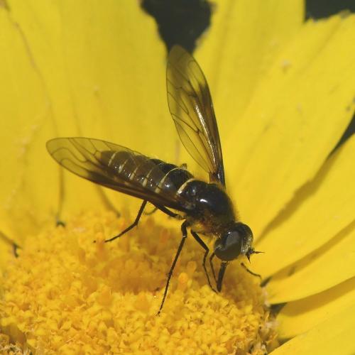 Lomatia sp.